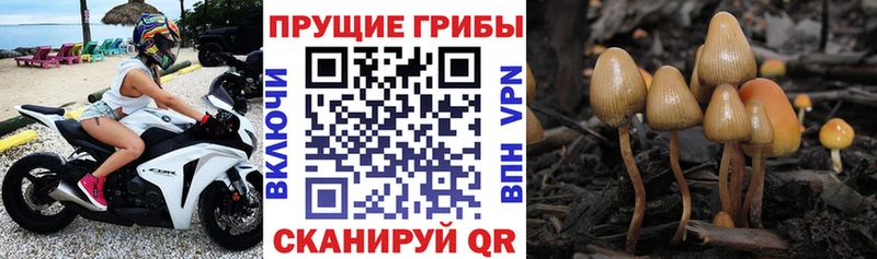 Псилоцибиновые грибы Psilocybe купить закладку Волгодонск